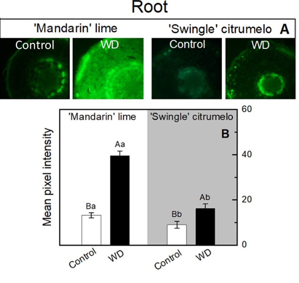 Enhanced root growth and nitric oxide content in ‘Mandarin’ lime under drought stress: experimental evidence