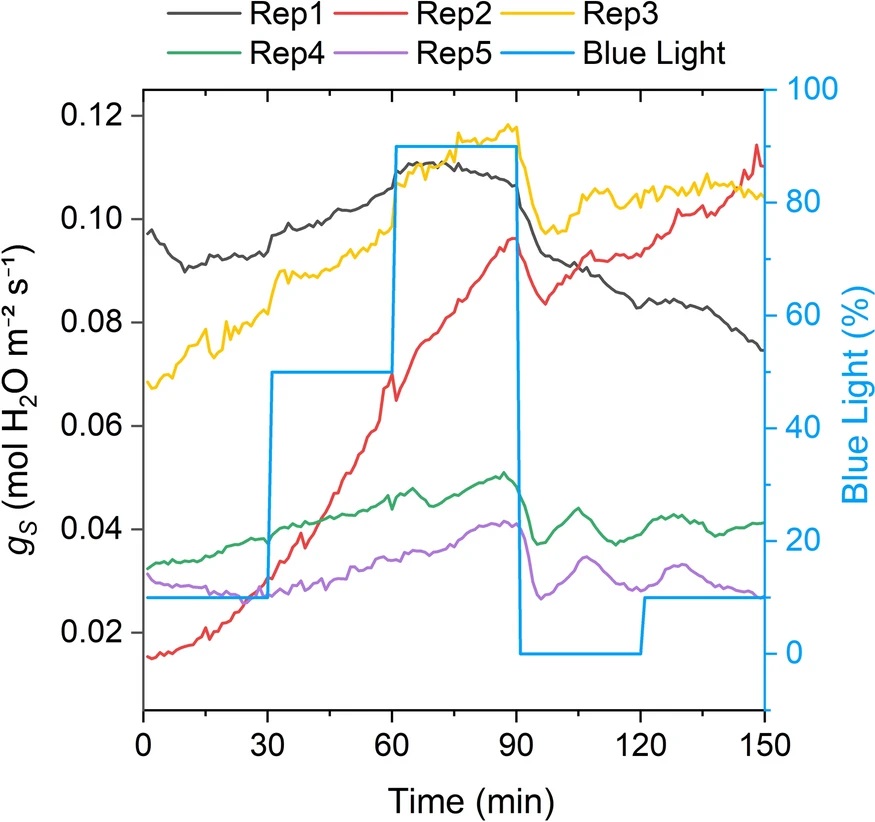 Blue light increases stomatal conductance and photosynthesis in an Agave hybrid