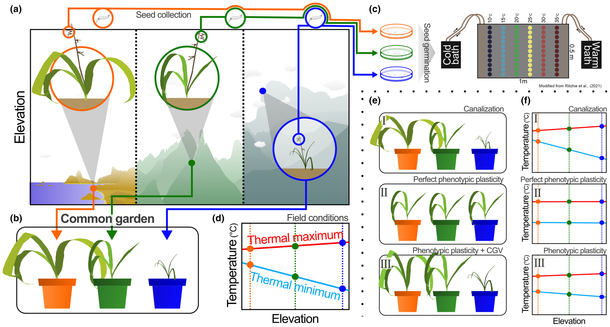Canalized to heat, plastic to cold: adaptive coordination of leaf and seed strategies in populations spanning an elevational gradient