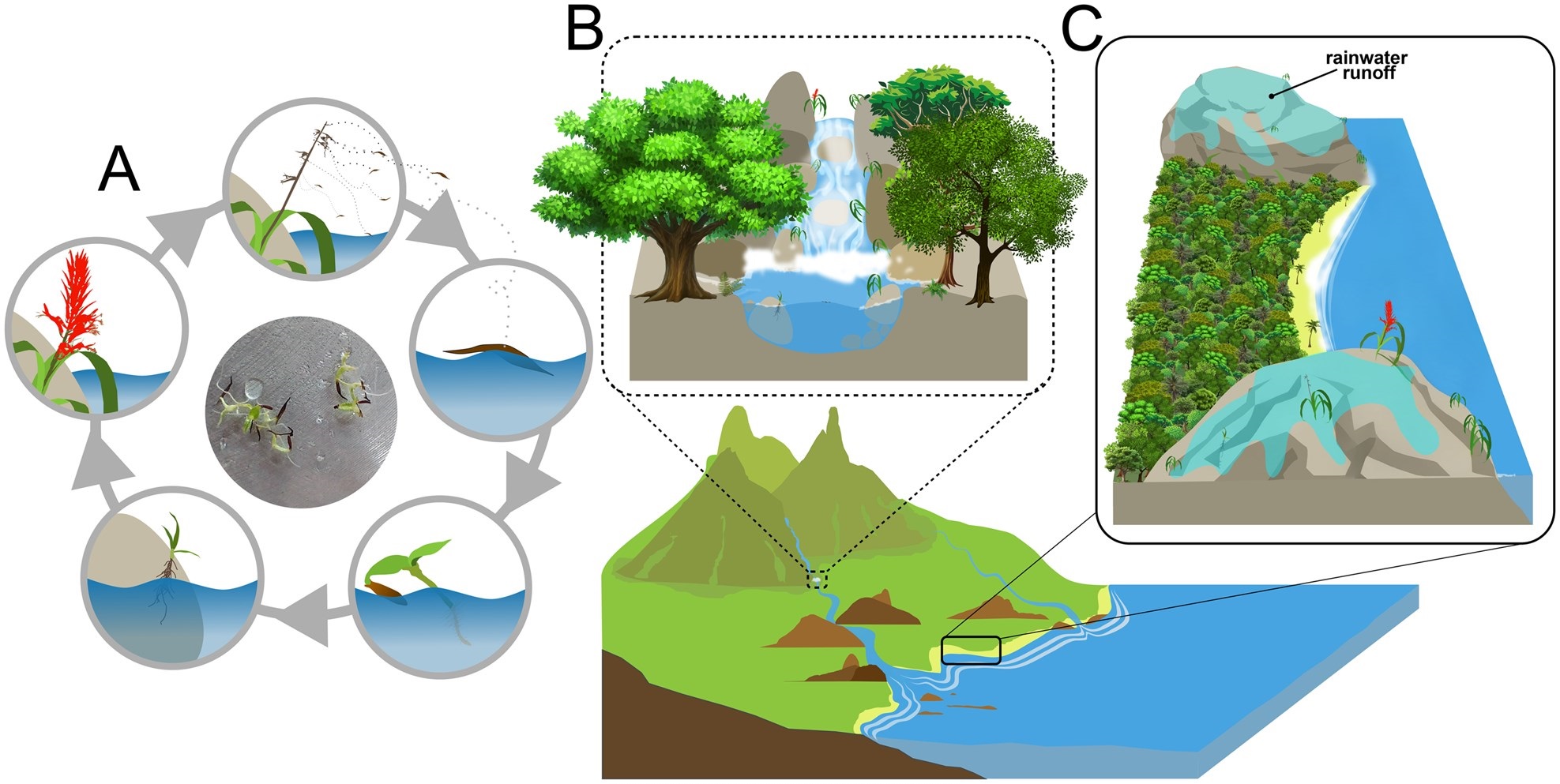 From inland vigour to coastal caution: contrasting germination strategies of a tropical hydrochoric bromeliad
