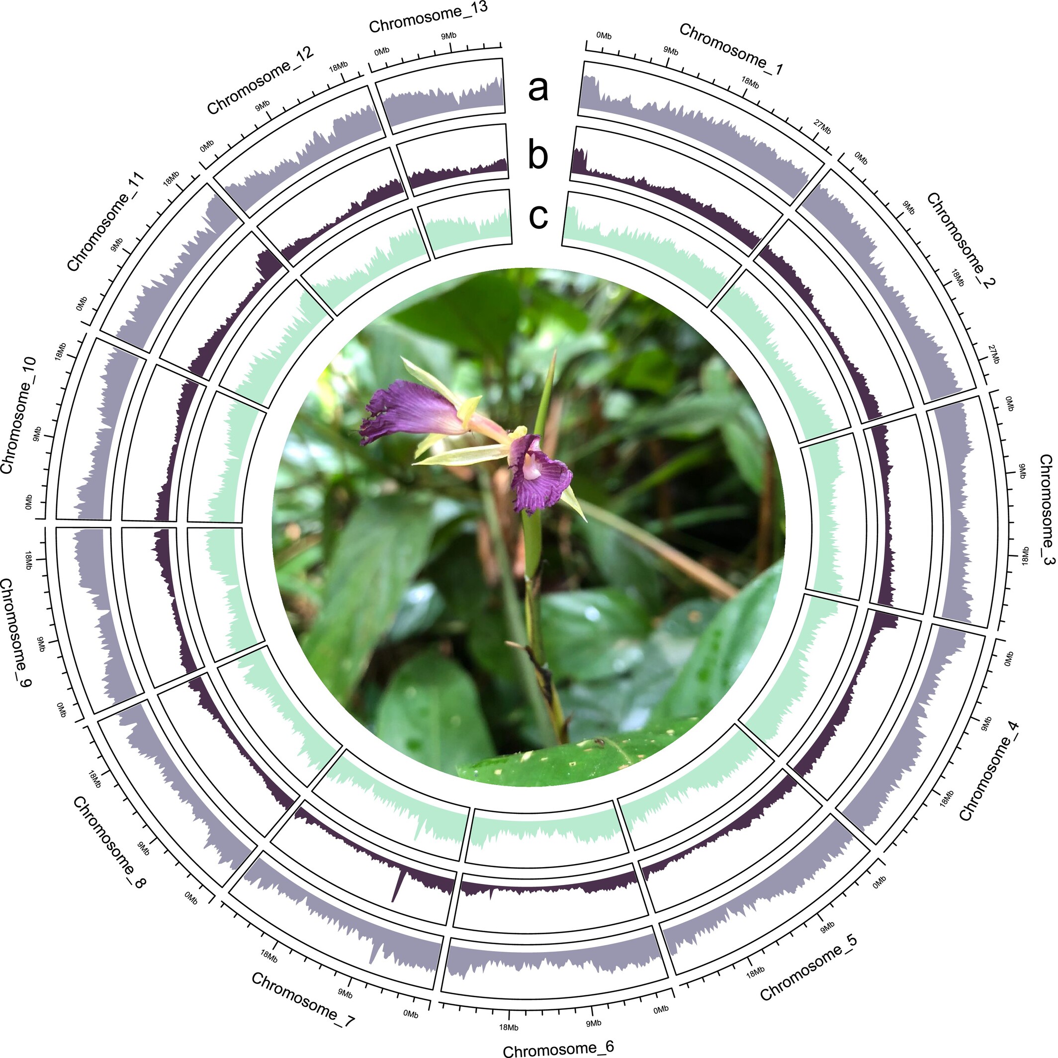 Ecological transcriptomics reveals stress response pathways of a ground-herb species in a waterlogging gradient of Amazonian riparian forests