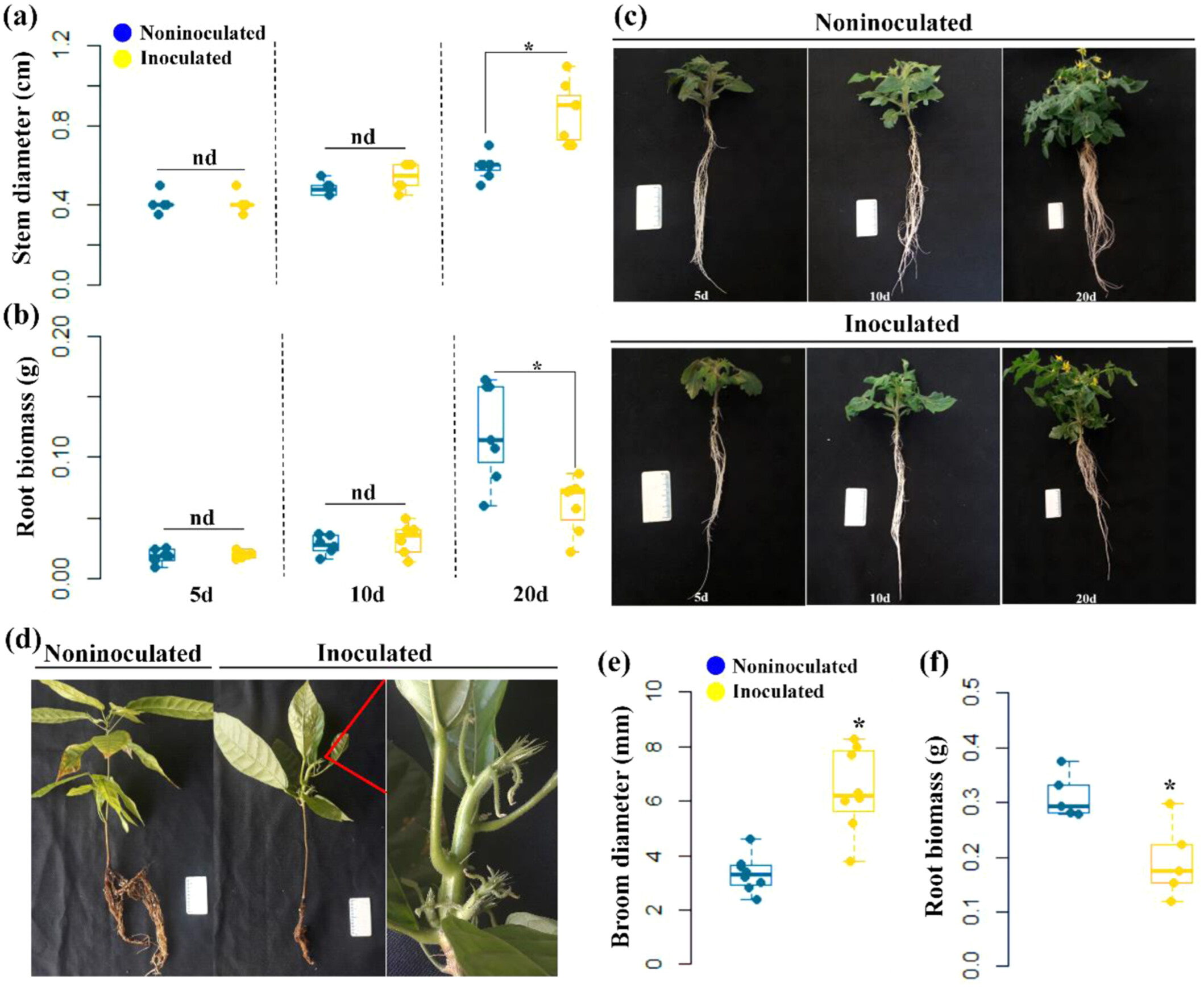 Root Development of Tomato Plants Infected by the Cacao Pathogen Moniliophthora perniciosa Is Affected by Limited Sugar Availability